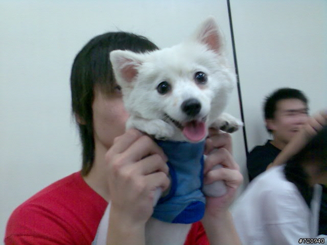 我家寶貝狐狸犬【球球】