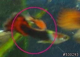 [求救]我的孔雀魚被染色了...>"<