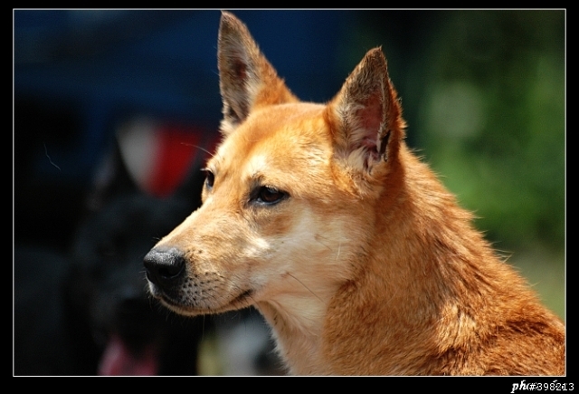 新竹市保護動物協會11/24愛心認養活動【歡迎轉貼】~ 有附上會到會場的狗兒貓兒資料及照片