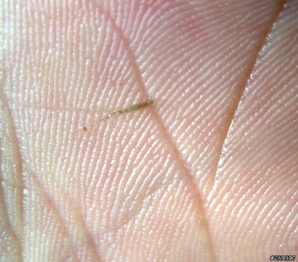 我的魚生了甚麼病?