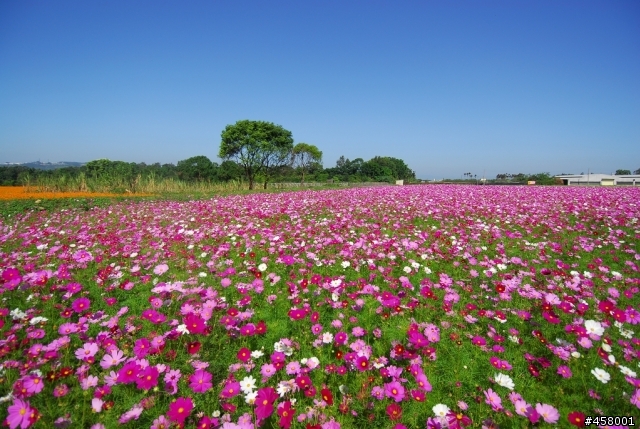 新社花海