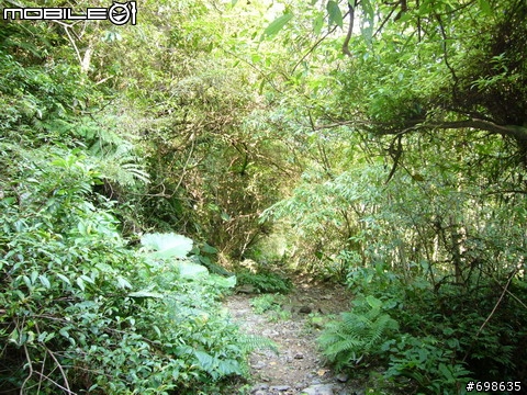 在西坑林道渡過一個悠閒的午後