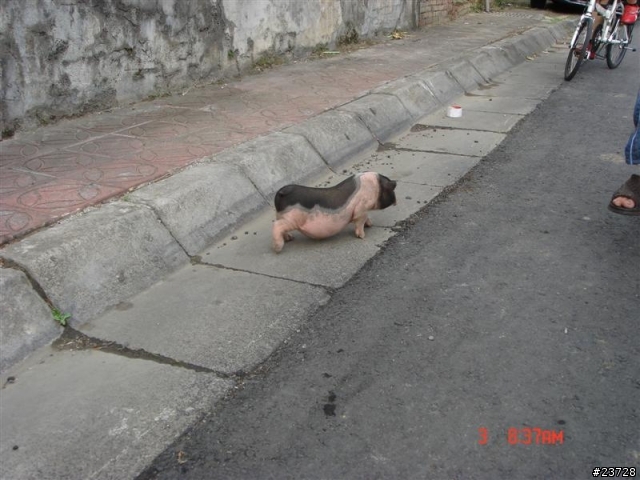[活動記錄]催生油羅溪單車道--超越騙人布之蜻蜓卵的偉大航路