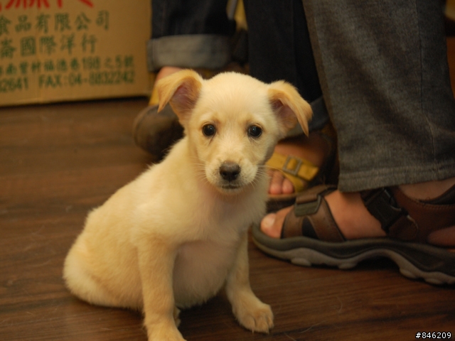 [幼犬認養][三峽]四隻幼犬待認養