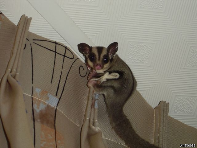 我的乖女兒  蜜袋鼯 一月九號 更新圖片