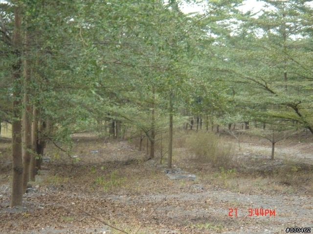 大寮花海.鄰近景點.路線分享