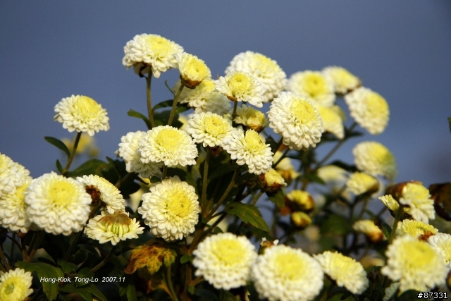 2007 Autumn 銅鑼‧杭菊