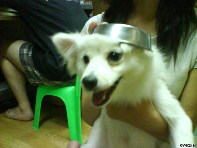 我家寶貝狐狸犬【球球】