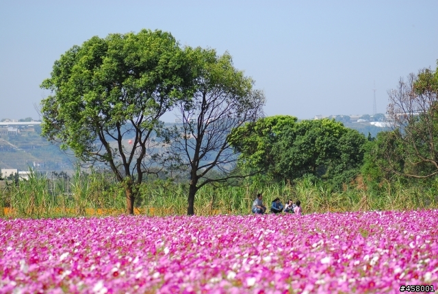 新社花海
