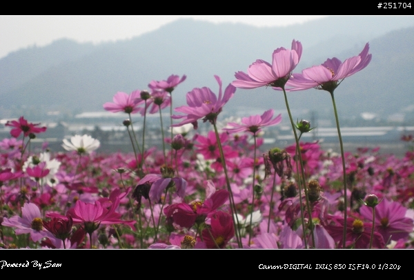 11/17新社花海&古堡莊園
