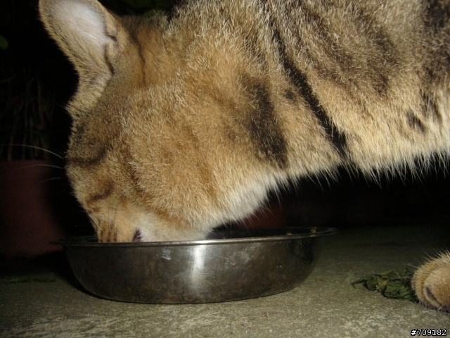 [已送出]感謝大家的支持...3~4歲-體型像美國短毛貓