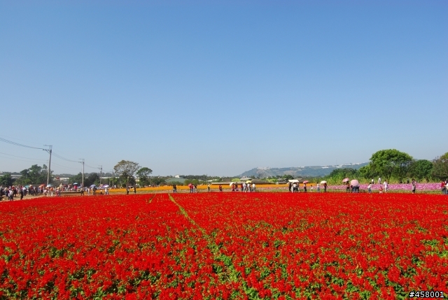 新社花海