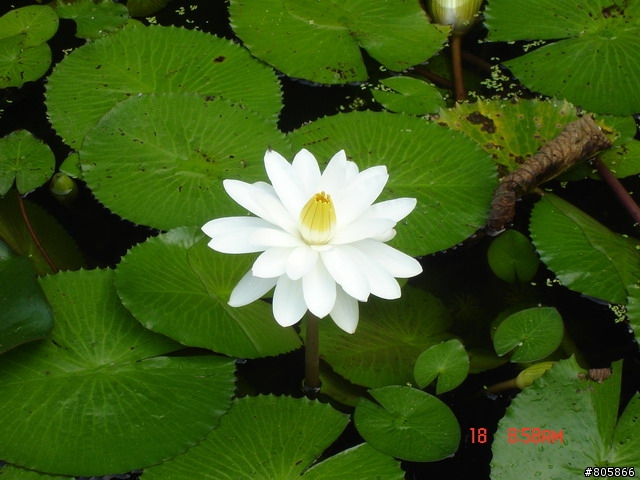 [心得]2007/11/18- 月光森林挑戰大紀實..附圖片