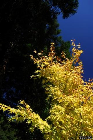 [ 秋 ] 福壽山之旅