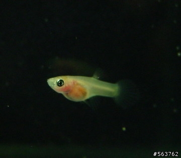 透明孔雀