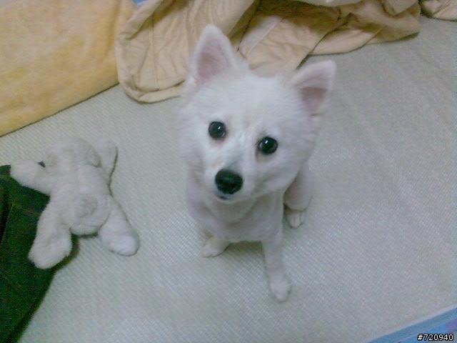 我家寶貝狐狸犬【球球】