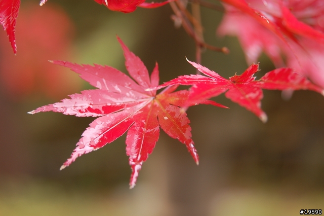 [平價鏡皇] Nikon 24-85mmF2.8-4