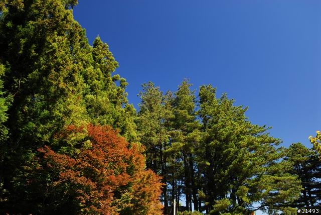 [ 秋 ] 福壽山之旅