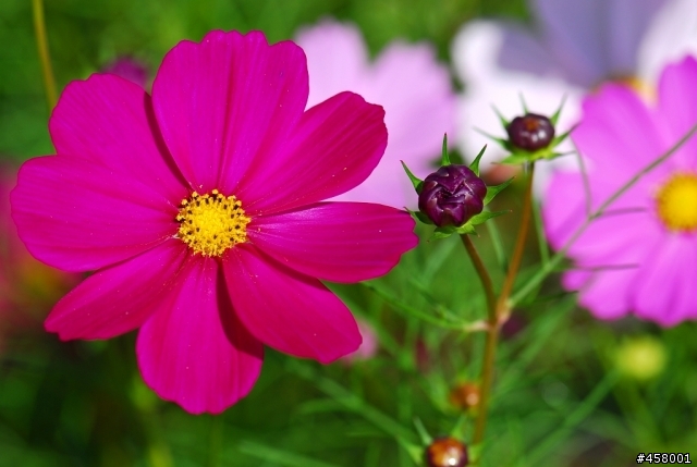 新社花海