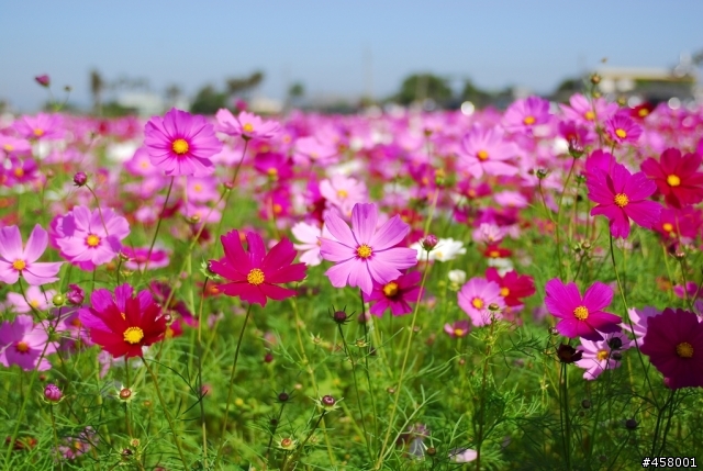新社花海