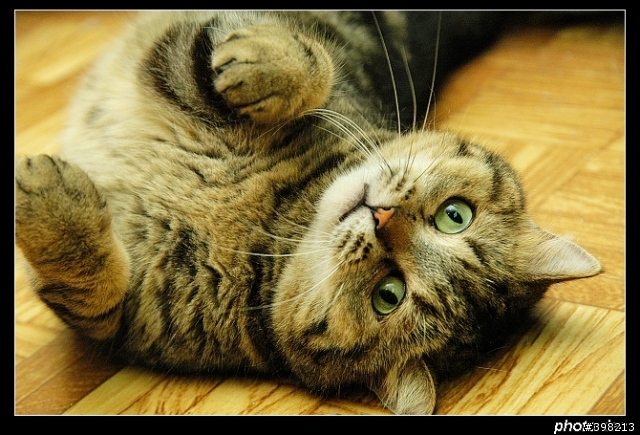 新竹市保護動物協會11/24愛心認養活動【歡迎轉貼】~ 有附上會到會場的狗兒貓兒資料及照片