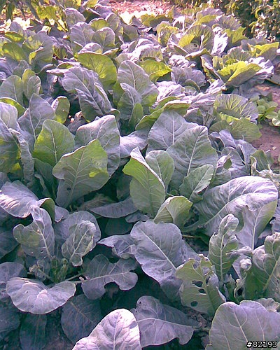 鄉下外公那--自己拔有機蔬菜--田園之樂樂無窮