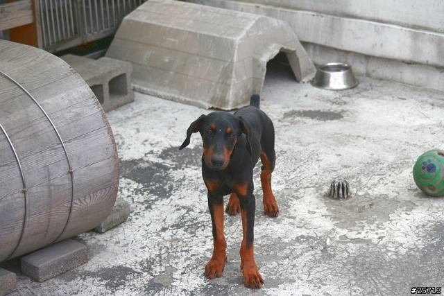 漂亮小杜賓開放認養-已找到好主人,請勿再來信