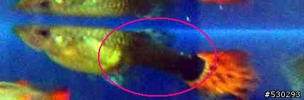 [求救]我的孔雀魚被染色了...>"<