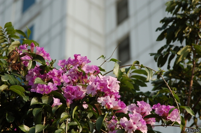 [平價鏡皇] Nikon 24-85mmF2.8-4