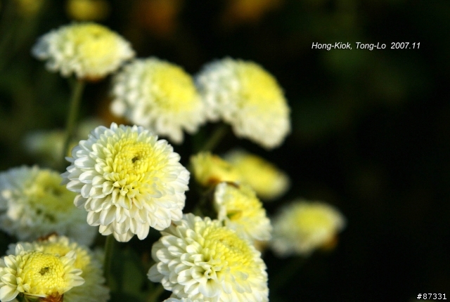2007 Autumn 銅鑼‧杭菊