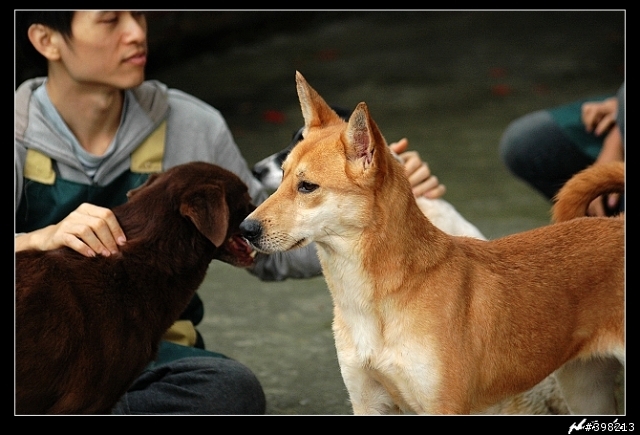 新竹市保護動物協會11/24愛心認養活動【歡迎轉貼】~ 有附上會到會場的狗兒貓兒資料及照片