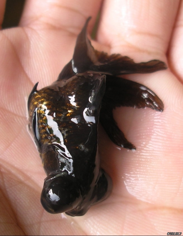我的魚生了甚麼病?
