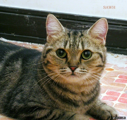 新竹市保護動物協會11/24愛心認養活動【歡迎轉貼】~ 有附上會到會場的狗兒貓兒資料及照片