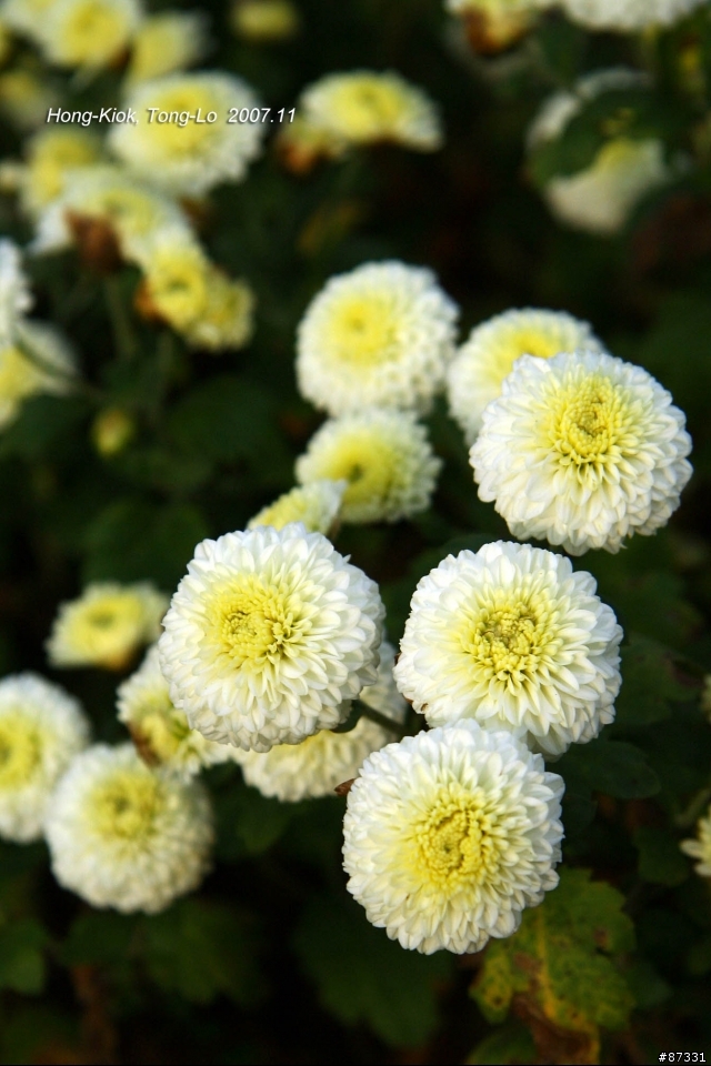 2007 Autumn 銅鑼‧杭菊