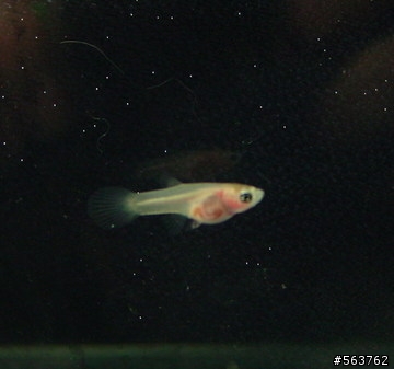 透明孔雀