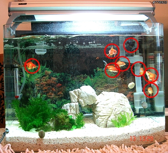 有圖 新缸 缸壁有苔 藻 是好事嗎 Mobile01 有圖 新缸 缸壁有苔 藻 是好事嗎 Mobile01