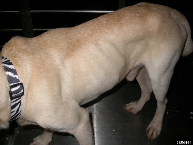 徵求好心人士收養拉布拉多