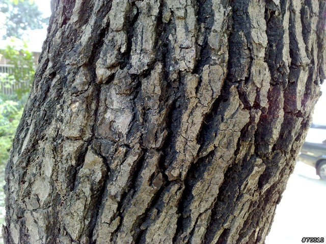 兄勇弟猛之對決外校生之白天發生的事............By  福祿壽