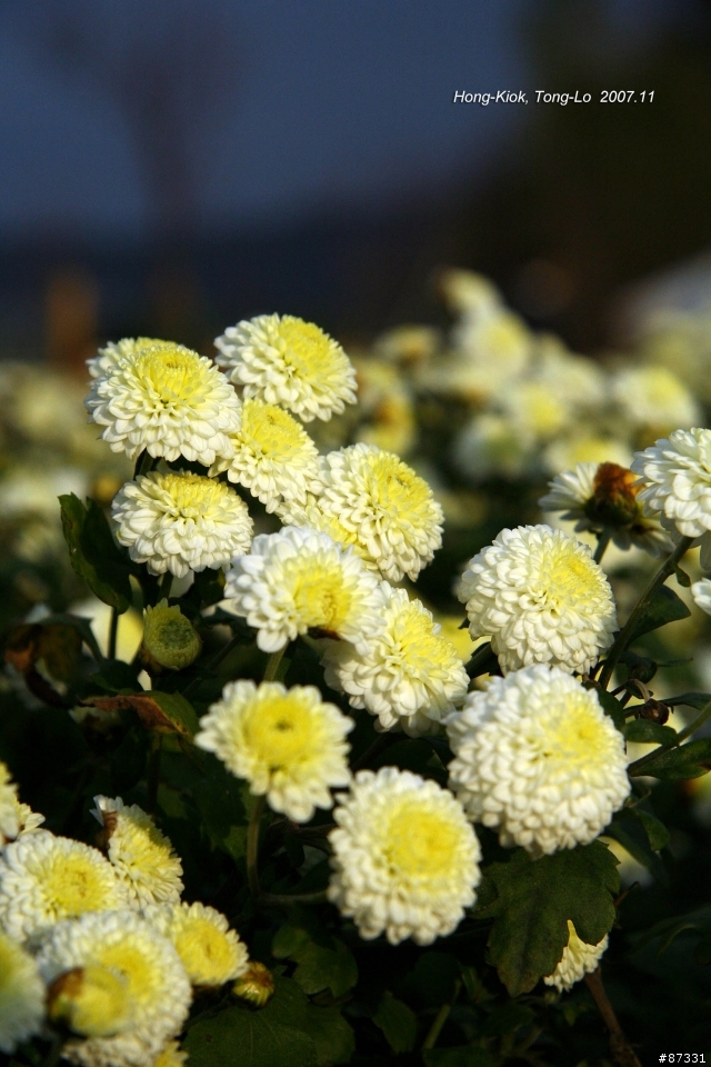 2007 Autumn 銅鑼‧杭菊