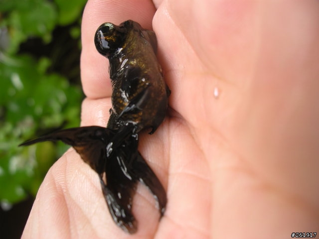 我的魚生了甚麼病?