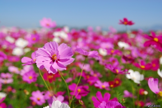 新社花海
