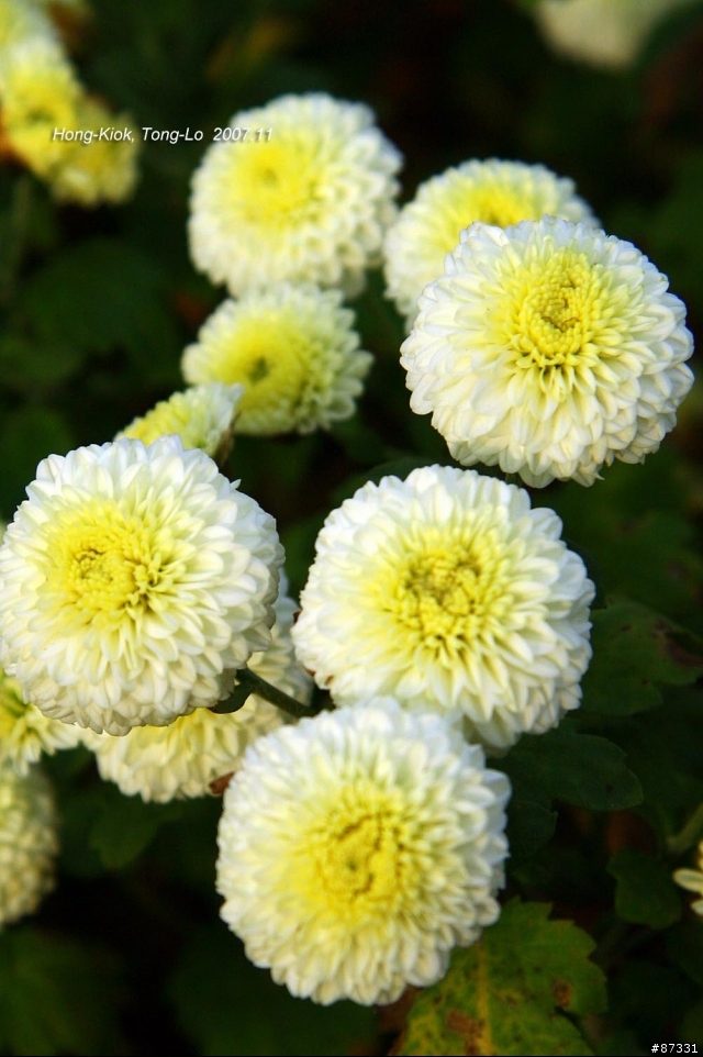 2007 Autumn 銅鑼‧杭菊