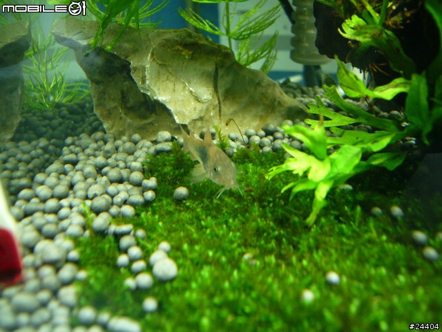 [請益] 想養魚，能否給點建議... ； 11/30新增照片嚕！