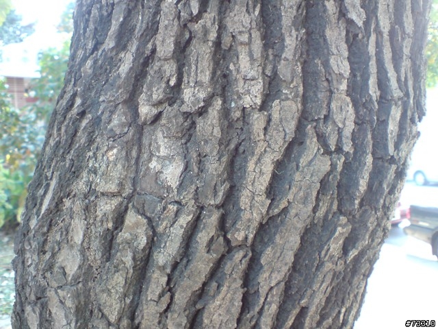 兄勇弟猛之對決外校生之白天發生的事............By  福祿壽