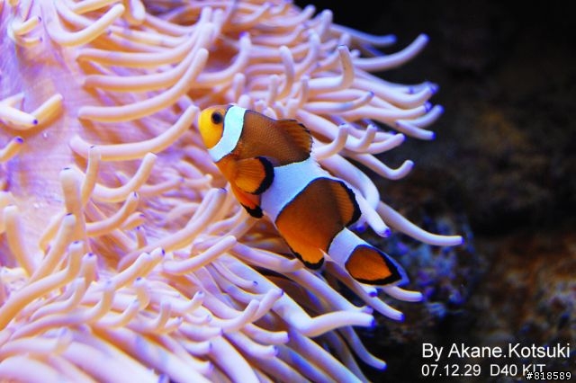 D40、水族箱攝影