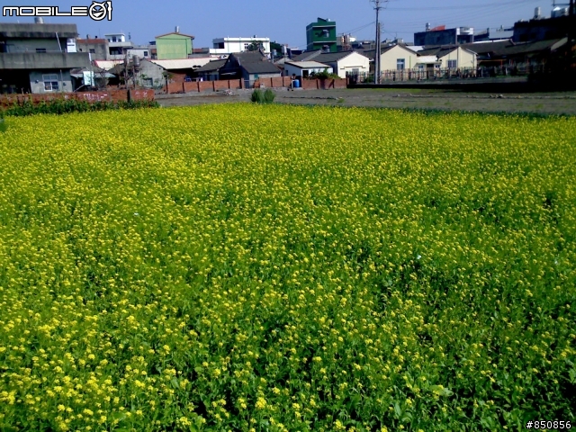 彰化大肚溪南岸沿海大亂走