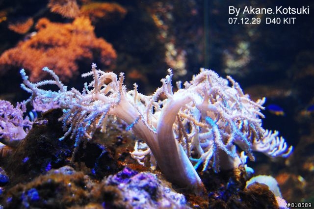D40、水族箱攝影