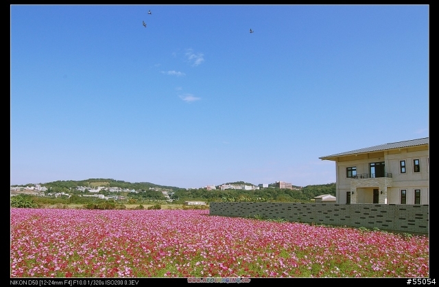 苗栗三灣花海