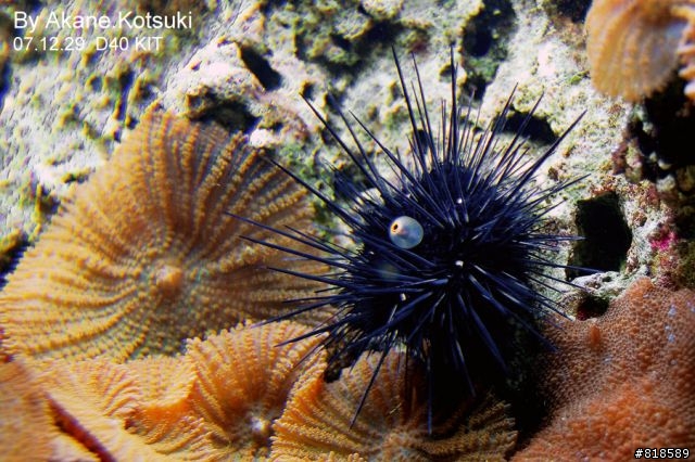 D40、水族箱攝影