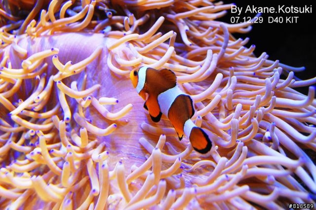 D40、水族箱攝影
